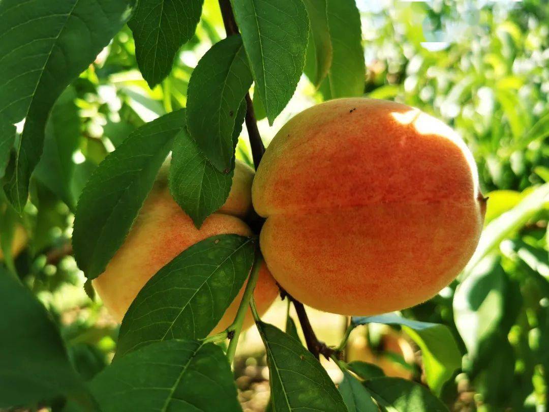 2020西充县一乡一节第四季暨古楼镇充国香桃脆爽一夏第八届品果节明天