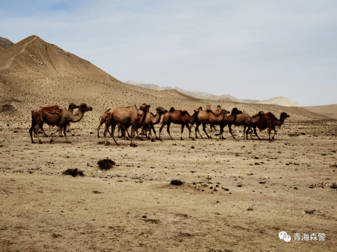 昆仑2020| 茫崖持续做好野外巡查巡护