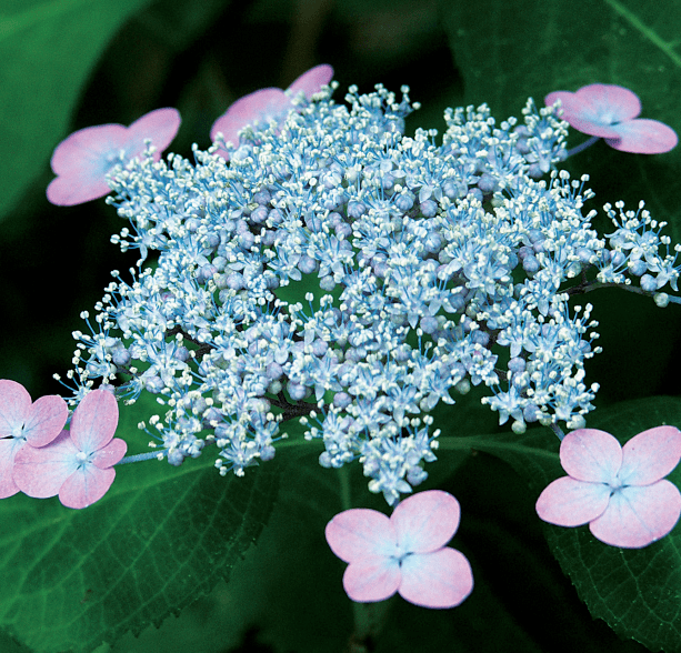 《四季之花》邂逅俳句:绣球花月夜,尚是淡青色