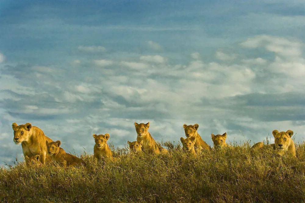 狮族南北战争:南方狮一直在蚕食北方狮的领地_狮群