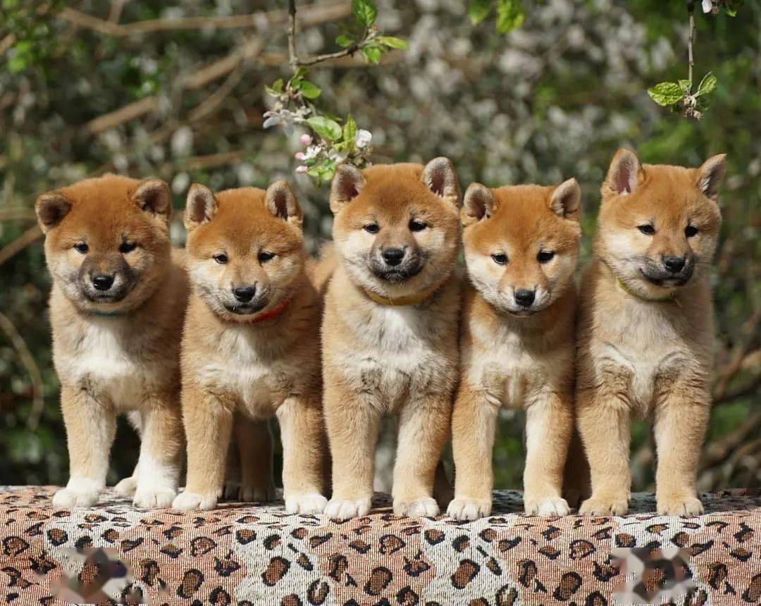 如果有这么大一群柴犬宝宝在我面前,我能撸一整天!