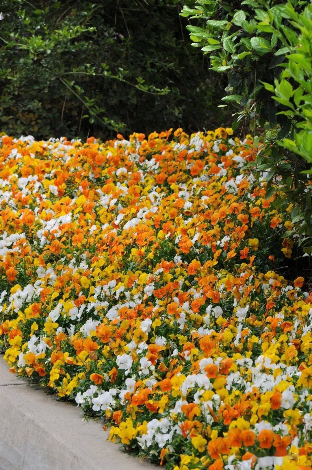 喜冷凉品种集锦丨角堇及其伙伴品种