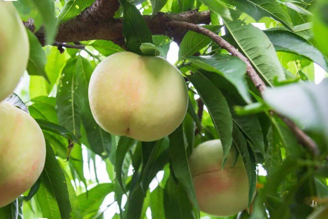 金顾山水蜜桃节,来了!