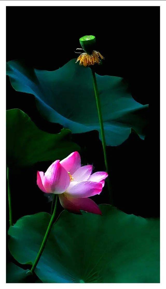 手机摄影七月荷塘百荷争艳荷塘月色美景醉人张殿伟手机摄影第20期