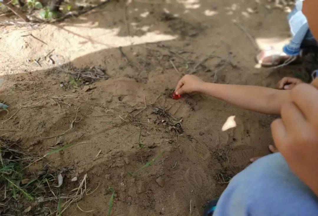 圖為:幼兒認真的尋找著,看看幼兒園哪裡有螞蟻窩的出現.