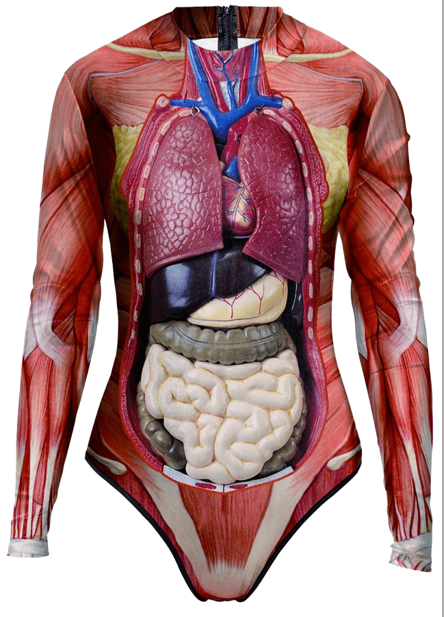 各器官位置示意图图片