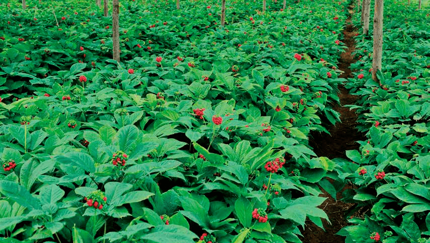 "参"得人心的文登西洋参_种植