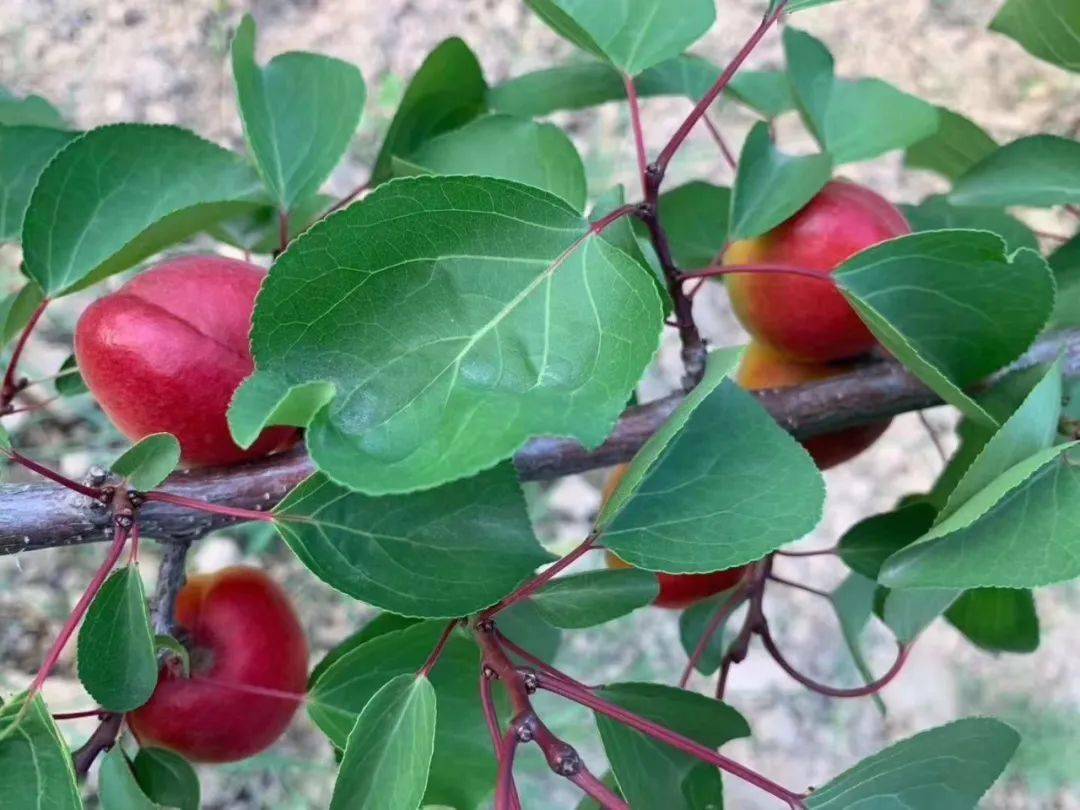 彭阳红梅杏熟了有没有馋到你