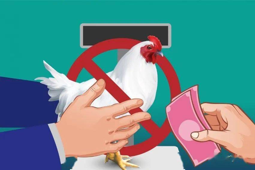 本月起厦门城镇地区禁止活禽交易推行集中屠宰白条上市