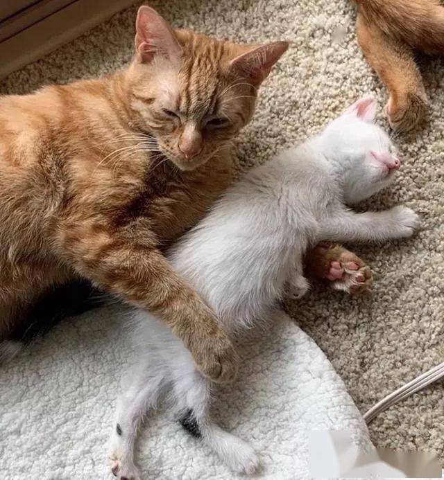 两只橘猫从小就在一起,被收养后还照顾两只小猫,四口之家真幸福