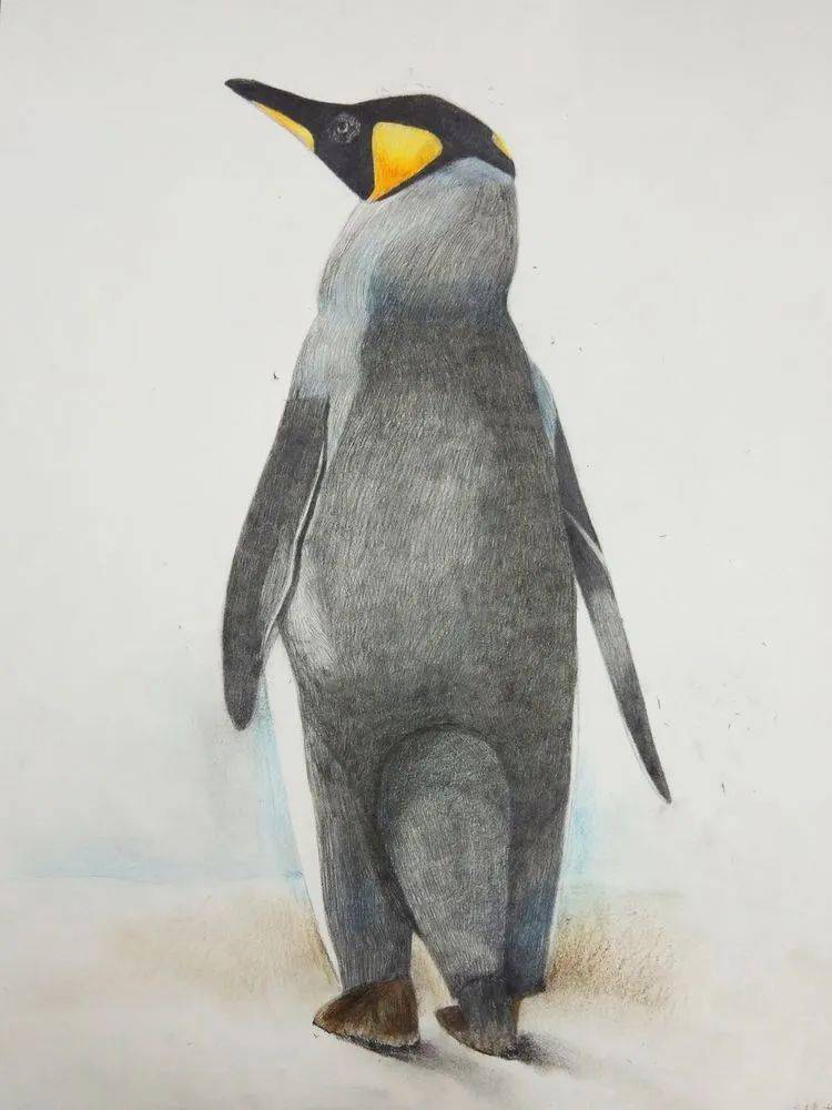 青岛六中高二11班精细素描习作指导教师许昌华
