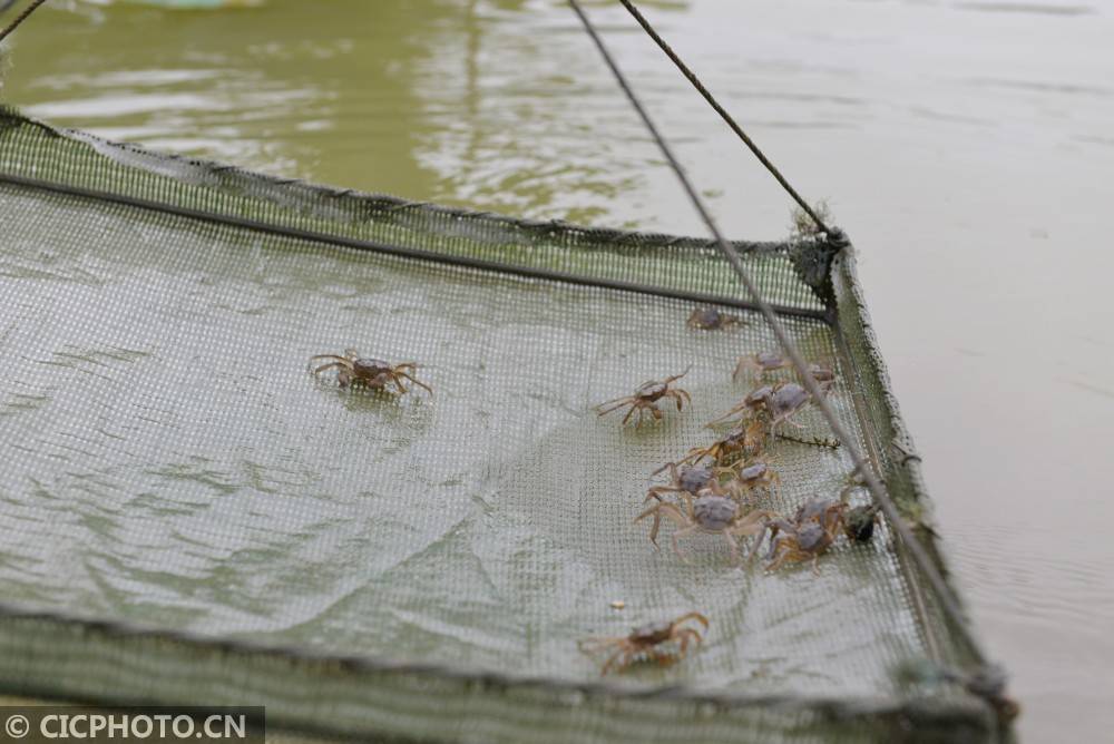 江苏淮安:蟹苗培育助蟹农增收