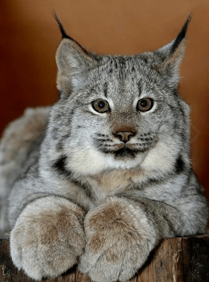 猛男必看,超萌野生猫科动物大集合,它们也可以这么可爱