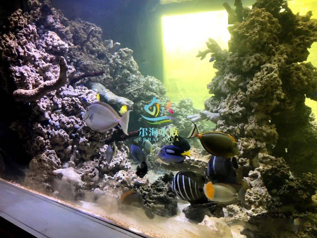 10吨双面观景fot海水缸
