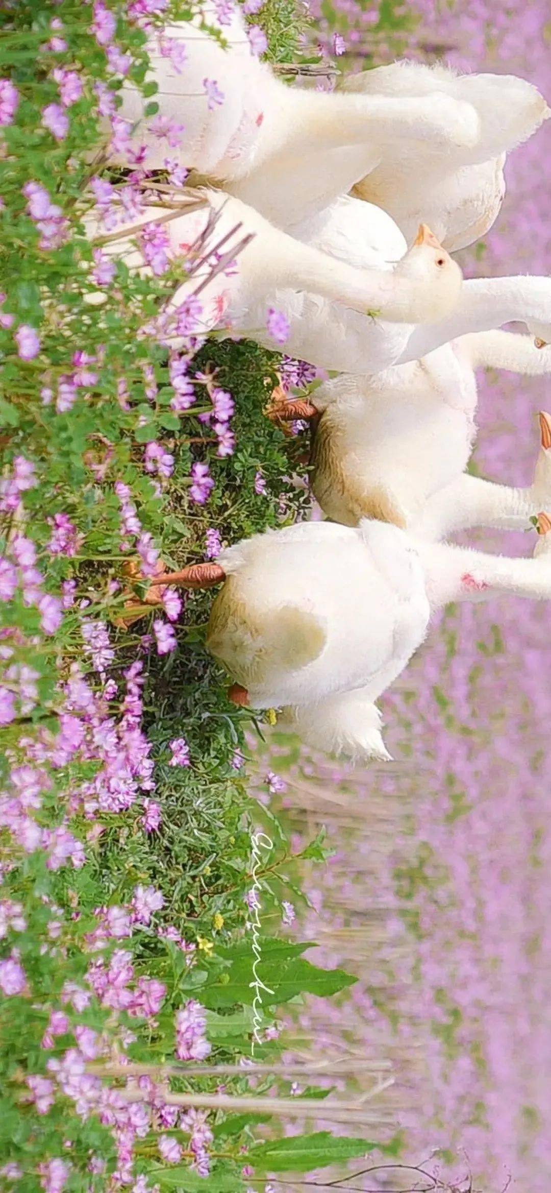 可爱的呆头鹅壁纸白白胖胖最阔爱