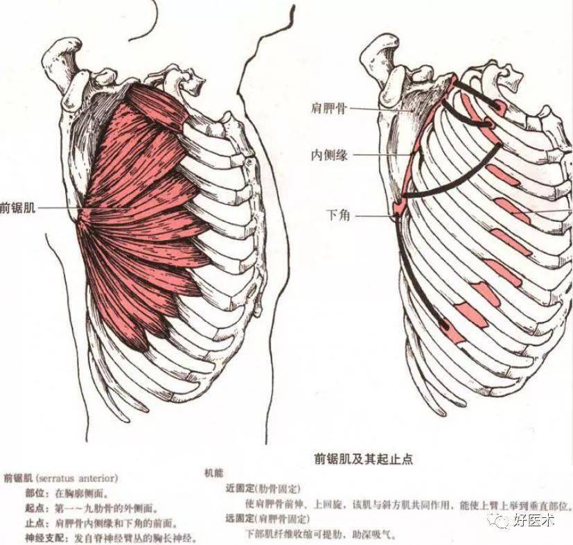 收藏最全肩關節解剖及查體方法彙總