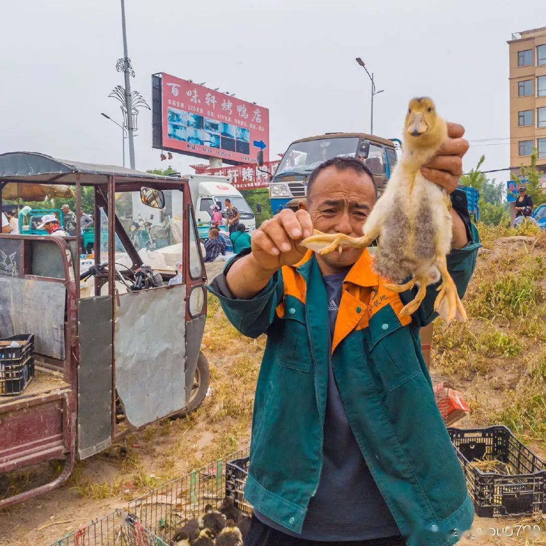 四平一农场惊现四只脚的鸭子,你见过吗?