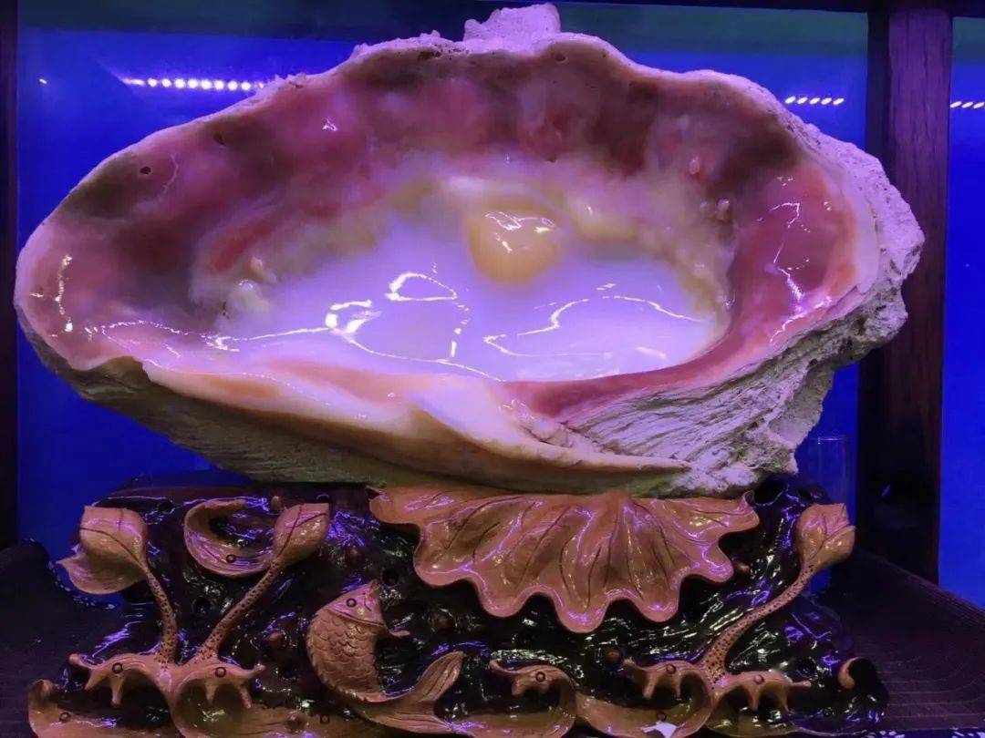紫色珊瑚玉收藏价值图片