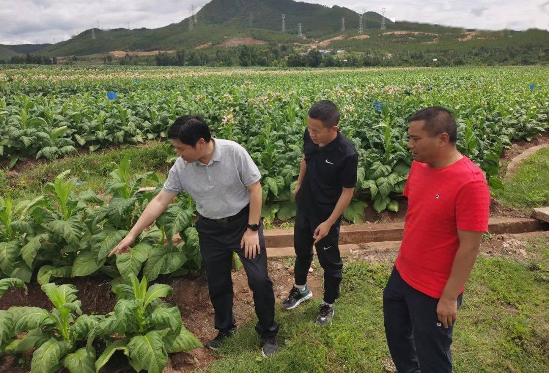 杨学泉深入鹤庆县烟区乡镇检查指导烤烟生产