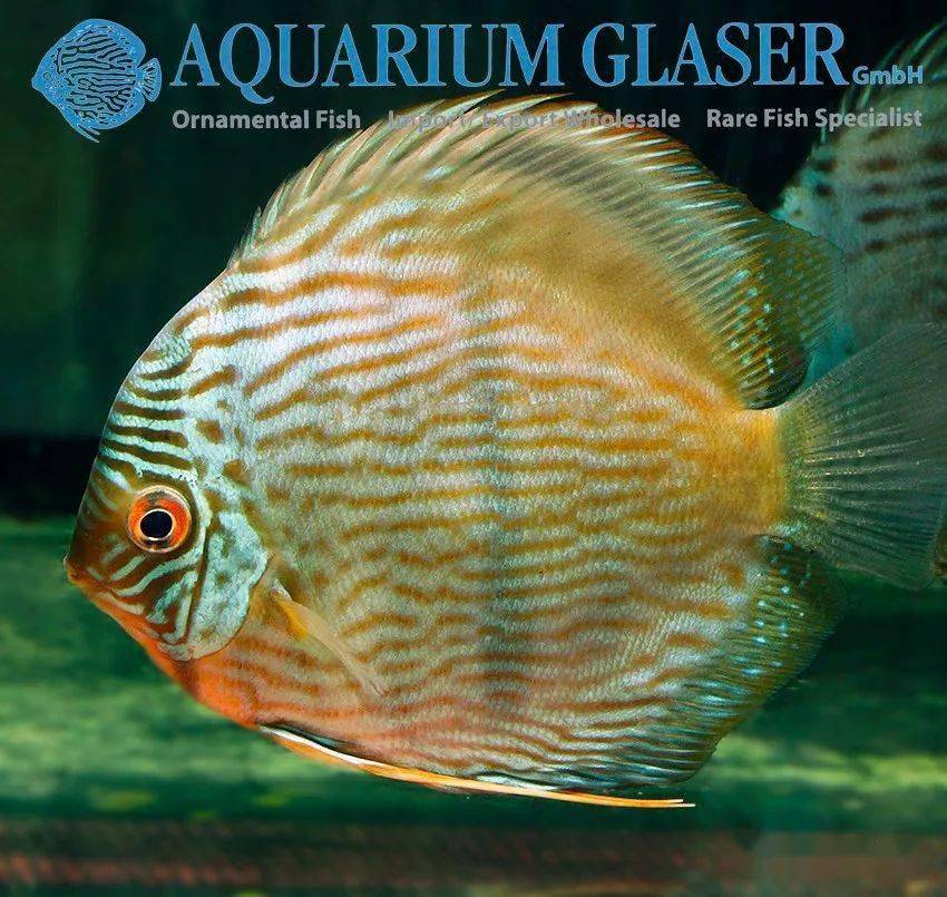 每天认识一种南美鱼81黑格尔七彩