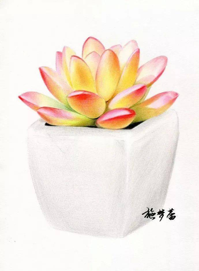 彩铅花卉入门教程:彩铅多肉教程,简单极啦!