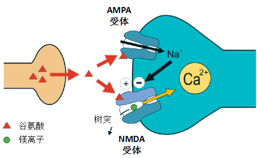 图4 nmda受体的调控机制.修改自danysz w parsons cg 2003.