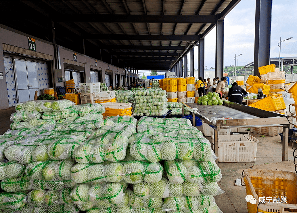 威宁:易地扶贫蔬菜基地蔬菜进入采收期