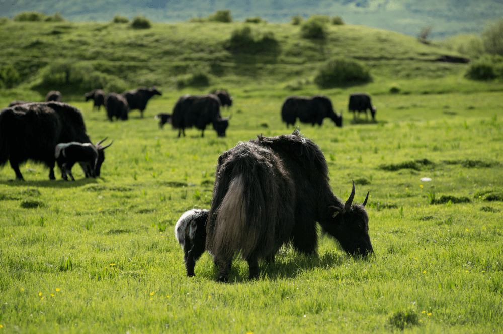 "神奇"的营养素——共轭亚油酸