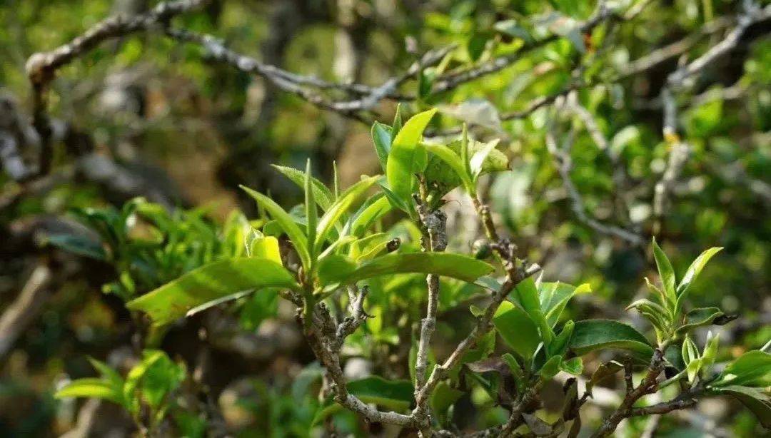 一斤茶葉上萬元,全村種滿搖錢樹,這個地方我非去不可.