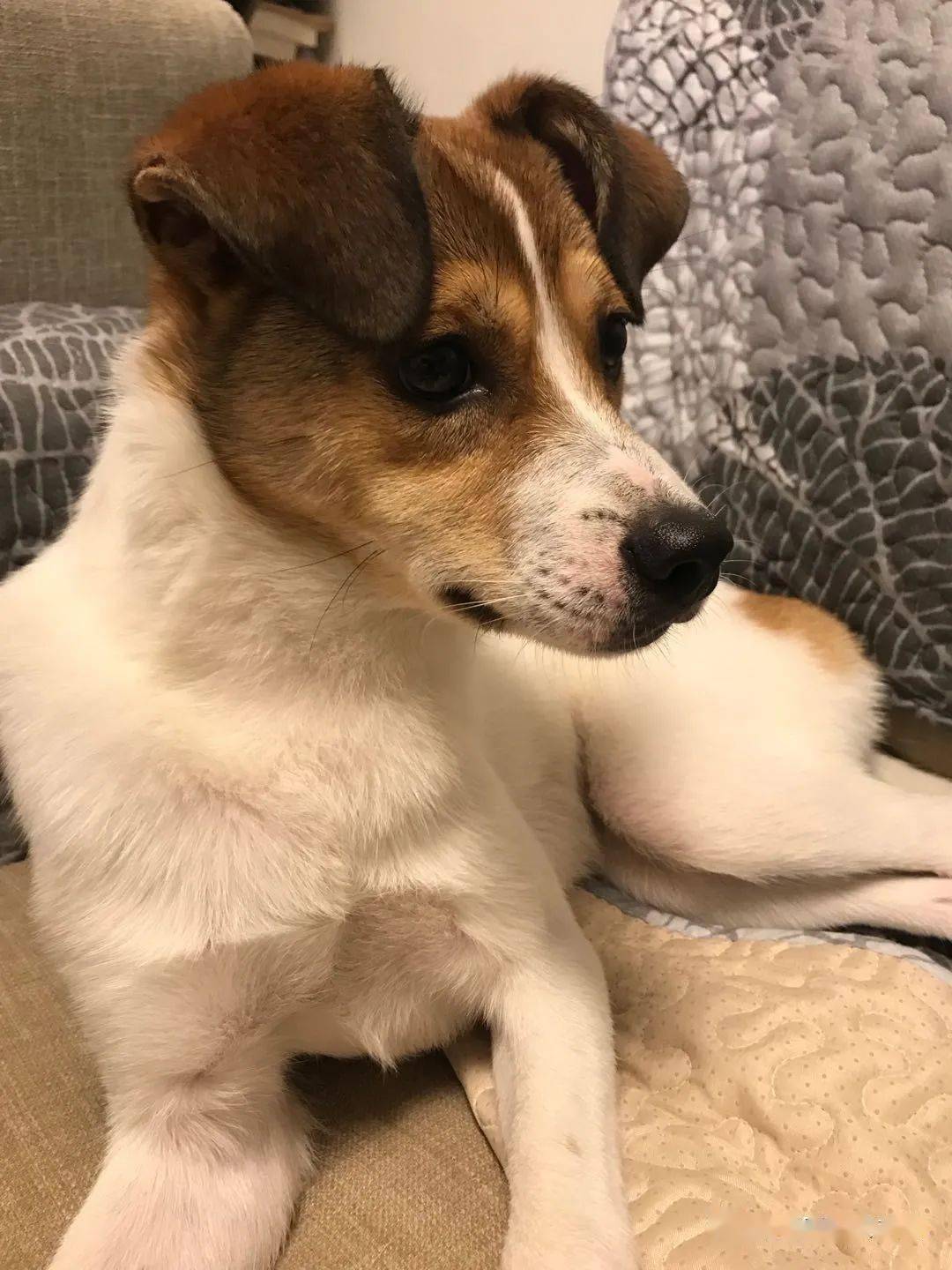 帅气可爱的中华田园犬又来了