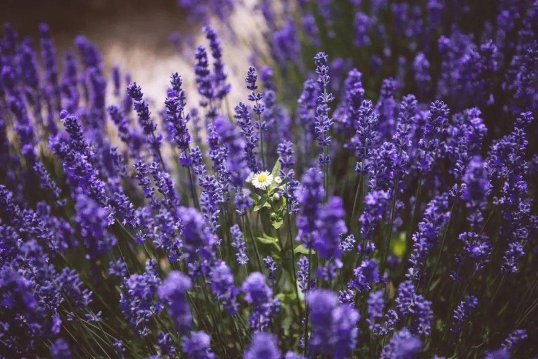 灿烂夺目一片紫 | 一起来寻觅九龙池香草苑的紫色浪漫吧!_薰衣草