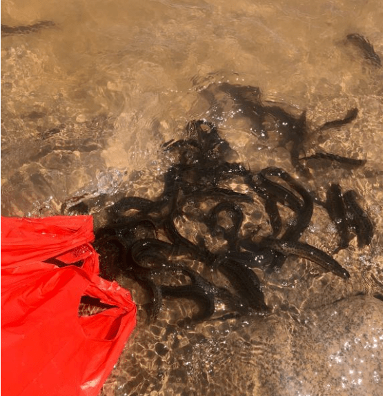 这些人妄图放生得善果,留下的恶却要别人承受