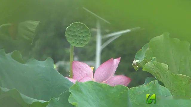 微洪江|夏日荷韻 靜賞茶溪村荷花池裡的一詩一畫