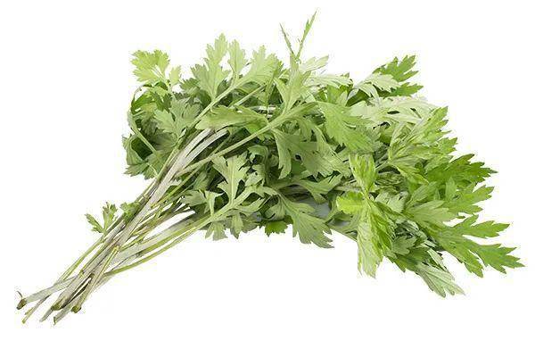 【中医健康课堂】艾是纯阳之草,能驱逐寒气"犹七年之病,求三年之艾也.