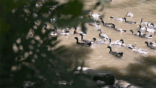 一群小鸭子动图图片
