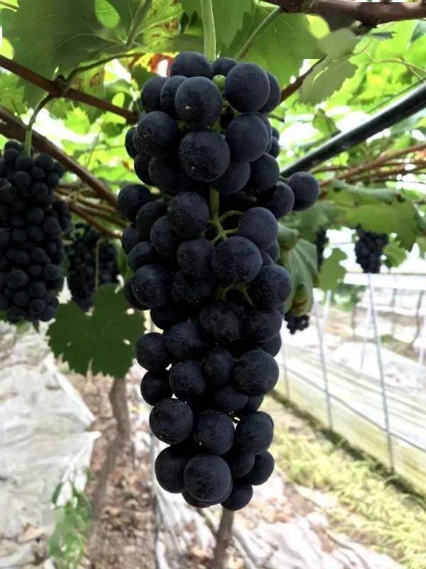 约约约江津这里的蓝玫瑰葡萄熟了甜到心坎里