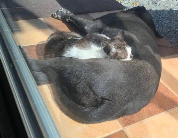 推主的狗狗在屋外晒太阳,附近的一只猫咪过来趴在他身上睡觉,好可爱!