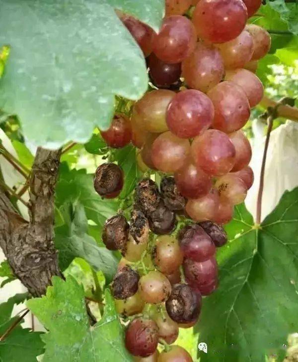 葡萄酸腐病一定要提前防治