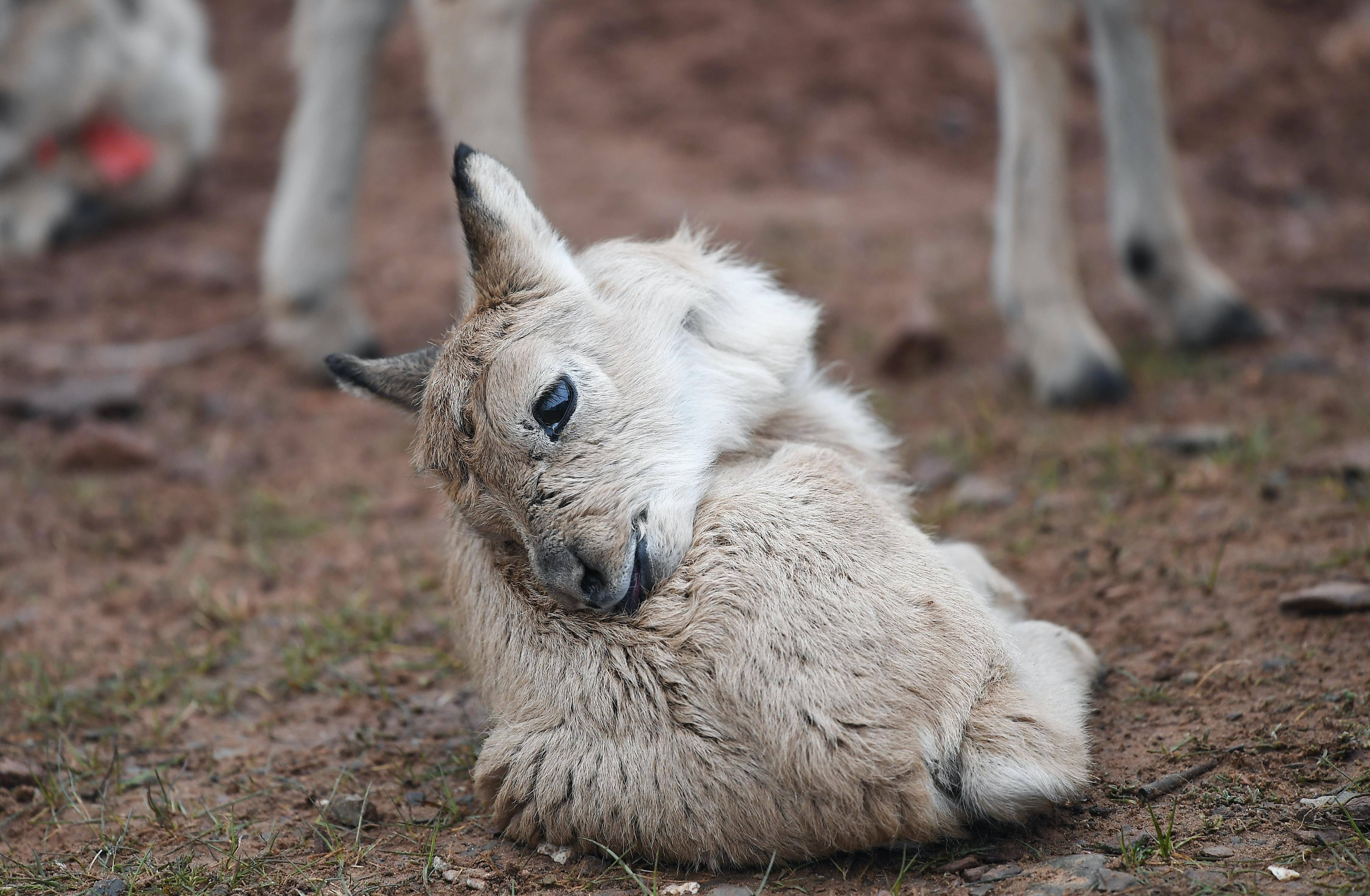 可可西里11只藏羚羊幼仔得到救助