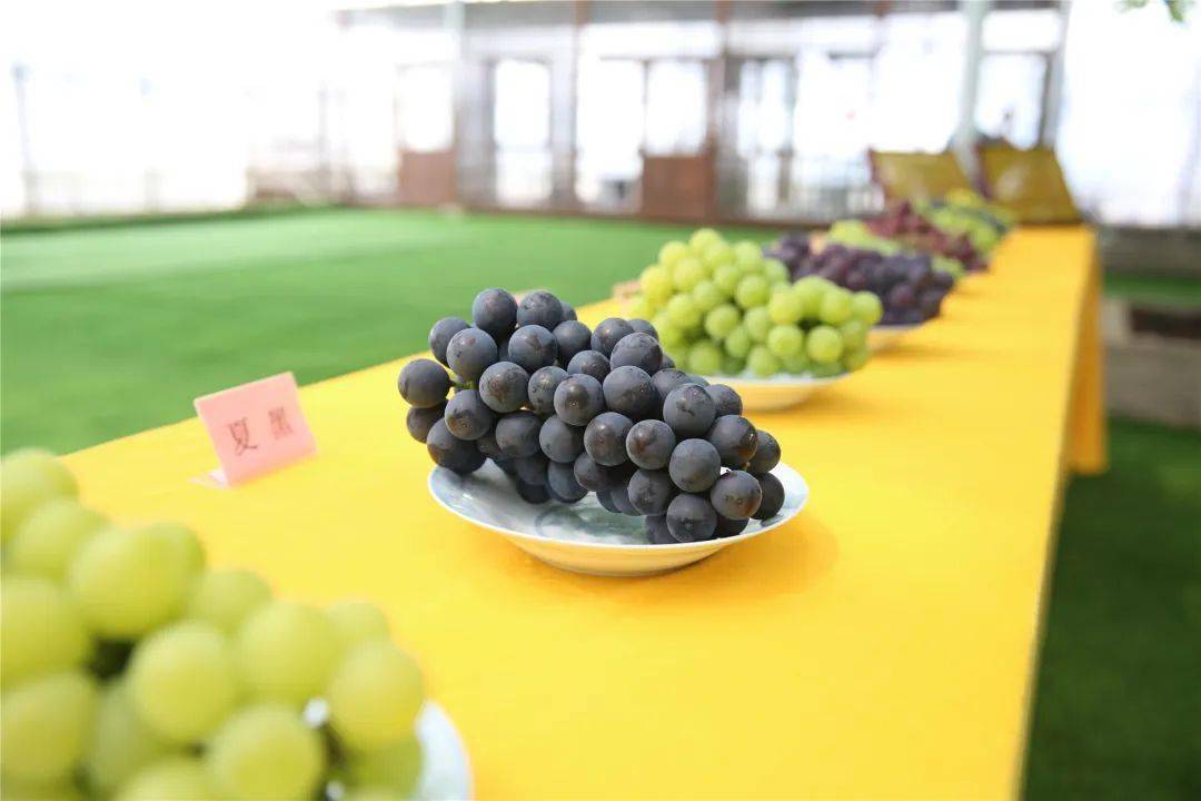 嘉定文兴葡萄采摘节欢乐开启