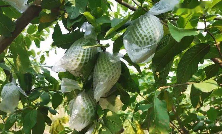 47元抢10斤爽甜白肉番石榴,省内包邮!