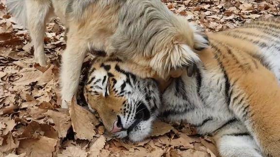 作死的狗狗趁着老虎睡着一口将其封喉现场一片安静