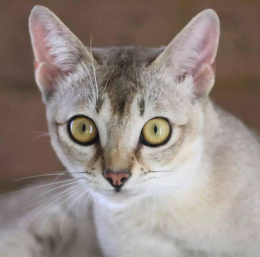 带你领略原汁原味的纯种猫!lesson 14 波米拉猫