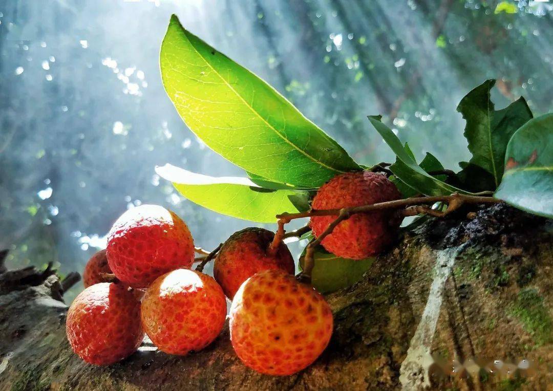 百年荔枝古树摄影作品评选