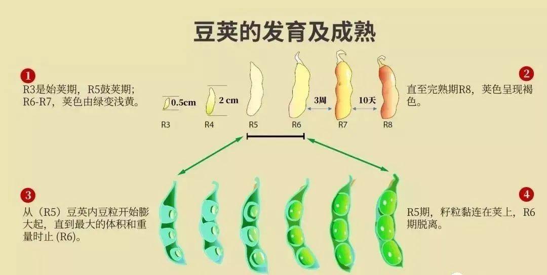 大豆的一生,种植大豆必读!