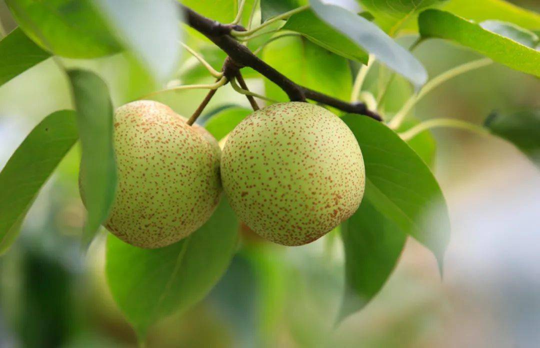 走向我们的小康生活柳城龙头旗山青花梨上市电商来助力