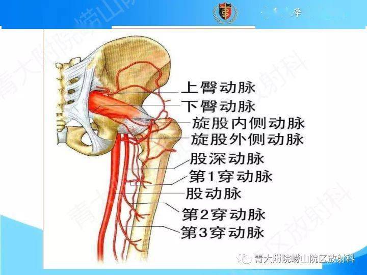 下肢動脈的解剖