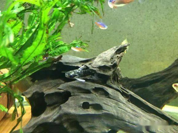 每天认识一种南美鱼|(1)小豹鲸