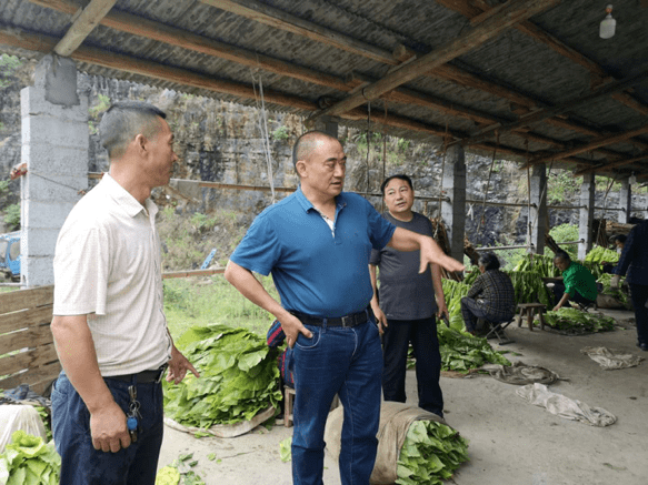 郑泽辉到合溪镇调研烤烟产业发展