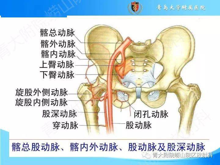 下肢动脉的解剖